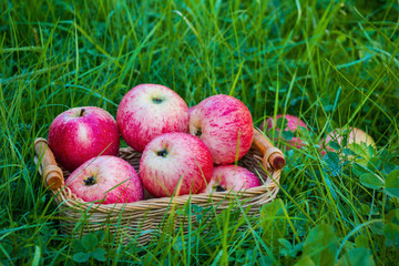 Freshly harvested ripe apples in a small wicker basket on the green grass in the garden. Closeup.