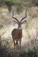 Naklejka na ściany i meble impala antelope standing in the African savannah