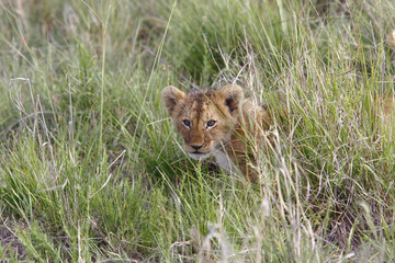 Naklejka na ściany i meble small lion cub hiding in the grass of the African savanna