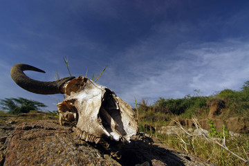 wildebeest skull on a background of sky and the American savanna