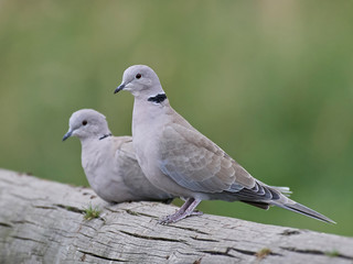 Eurasian collared dove (Streptopelia decaocto)