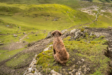 Dog in a mountains