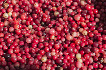 Forest cranberry