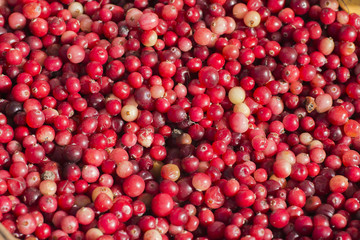 Forest cranberry background