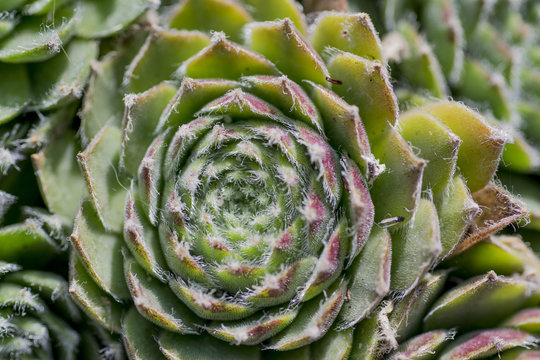 Houseleek closeup