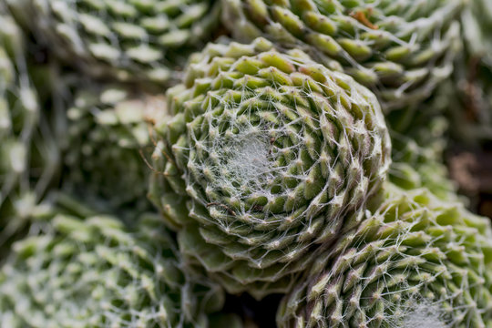 Small houseleek