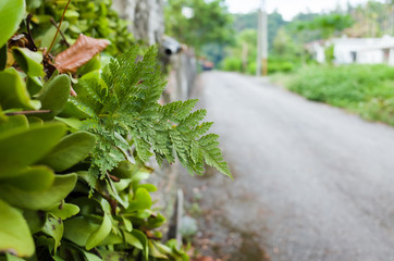 green fern in the city