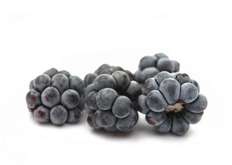 blackberries isolated