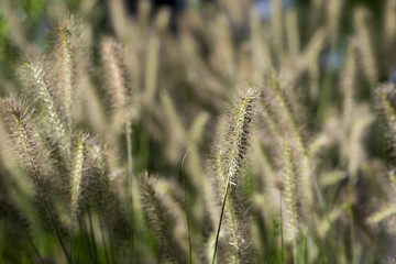 Fototapeta premium Pennisetum alopecuroides