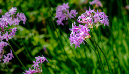 small purple meadow flowers
