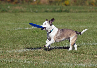 The small dog plays with a disk on a green lawn