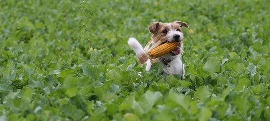 Jack Russell und Maiskolben