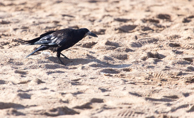 black crow on the sand