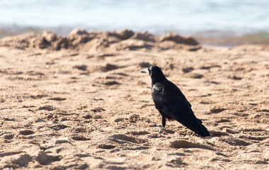 black crow on the sand