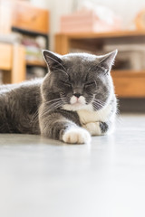 The British Shorthair, indoor shooting