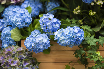 Blaue Hortensie in einem Garten