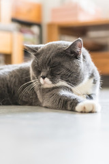 The British Shorthair, indoor shooting