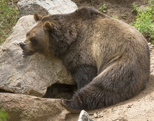 Grizzly bear - Colorado