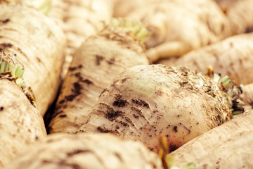 Harvested sugar beet crop root pile