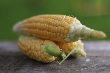 Початки кукурузы 2