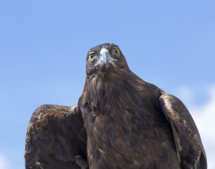 Golden Eagle - portrait, Colorado