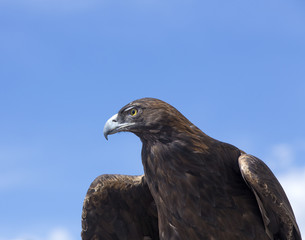 Golden Eagle - portrait, Colorado