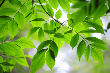 Fototapeta na wymiar Beautiful green leaves of Ash tree