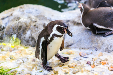 Fototapeta premium African penguin standing on a rock