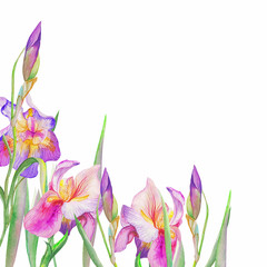 flowers iris. watercolor art. white background