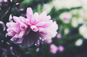 Fototapeta premium Tender pink flower on green background after the rain
