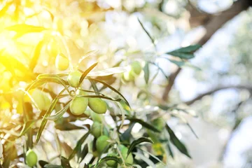 Crédence de cuisine en verre imprimé Olivier Olive tree in the sun