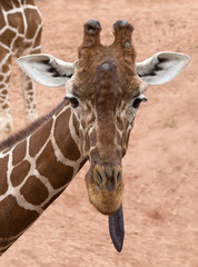 Obraz premium Giraffe Tongue Out Portrait
