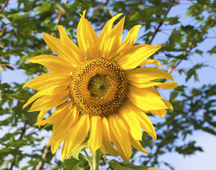 sunflower - summer in Colorado