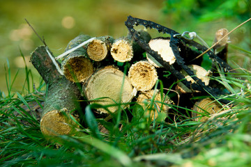 hand saw lying on logs