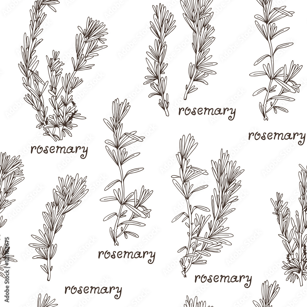 Poster Seamless herb pattern with hand drawn rosemary