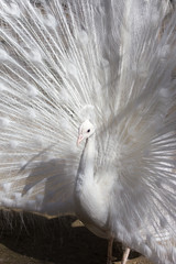 Fototapeta premium Portrait of the beautiful male white peacock with spread tail feathers