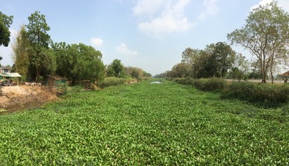 Thai Farm Stream