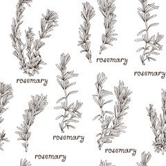 Seamless herb pattern with hand drawn rosemary