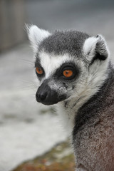 Close up portrait of ring-tailed lemur catta