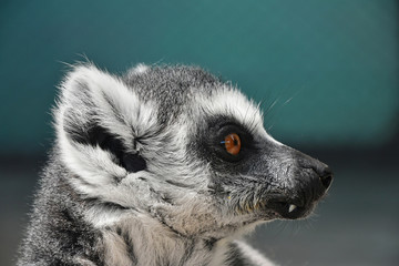 Close up portrait of ring-tailed lemur catta © breakingthewalls