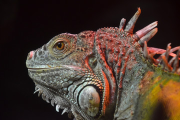 Close up portrait of green iguana male on black