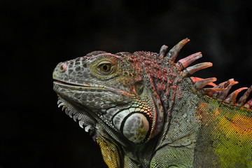 Close up portrait of green iguana male on black
