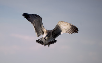 Majestic Seagull