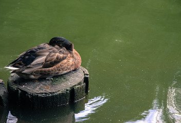 Solitary duck on a cold day 1