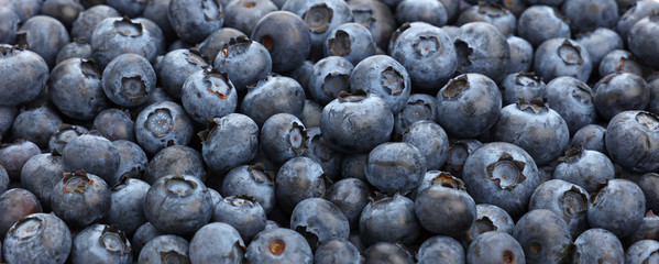 Background of fresh blueberry close up