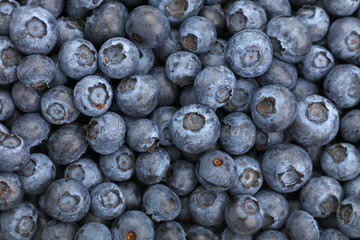 Background of fresh blueberry close up