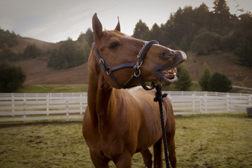 Portrait of a brown horse showing it's teeth while standing in a fenced paddock.
