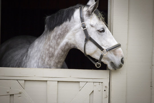 Portrait of a grey horse looking out of a stable door.