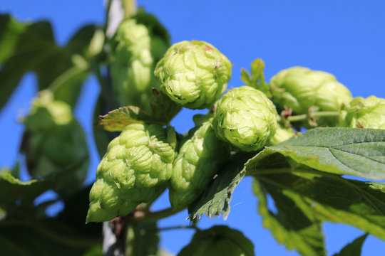 weiblicher Bl&uuml;tenstand des echten Hopfens (Humulus lupulus)