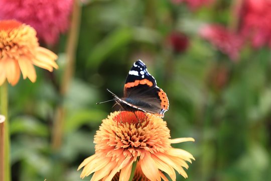Tiger butterfly on a flower